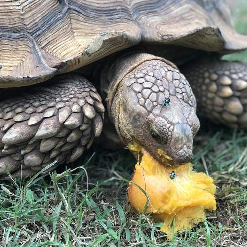 Tortoise eating mango