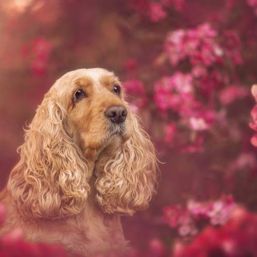 my lovely dog
