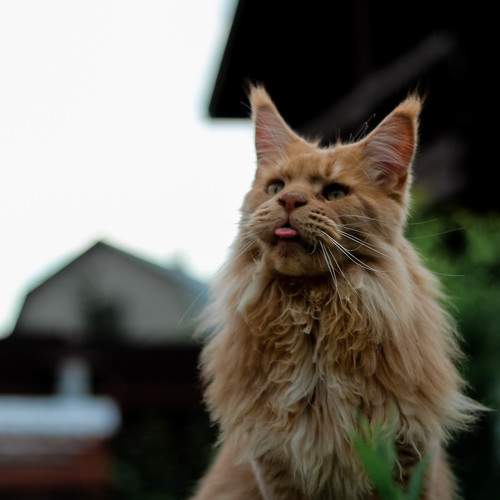 Photo #7511508