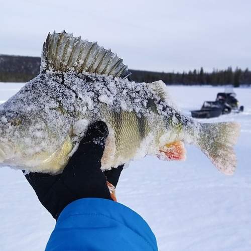 Photo #7511730