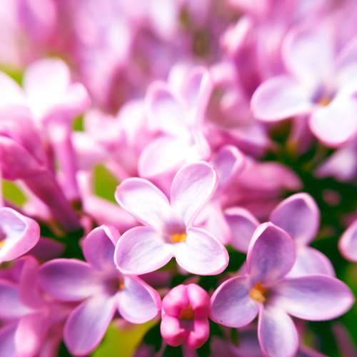 Photo #7512187