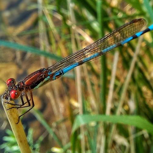 Photo #7512964