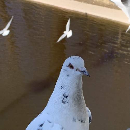 Photo #7513559