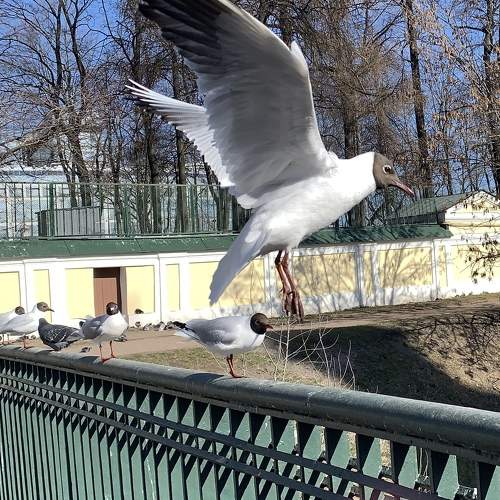 Photo #7513560