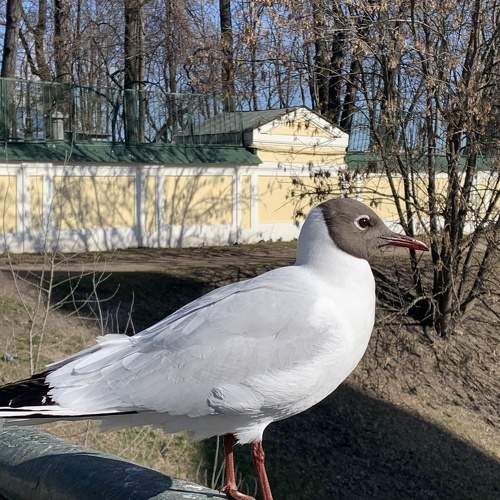 Photo #7513561