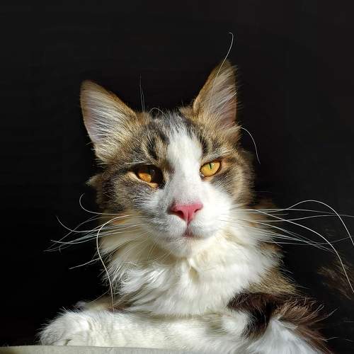 Photo #7514864