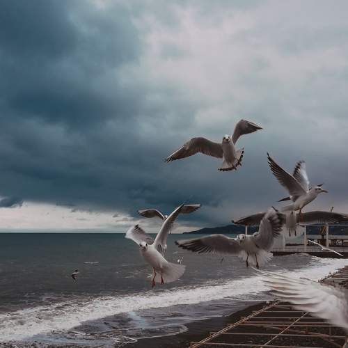 Sea