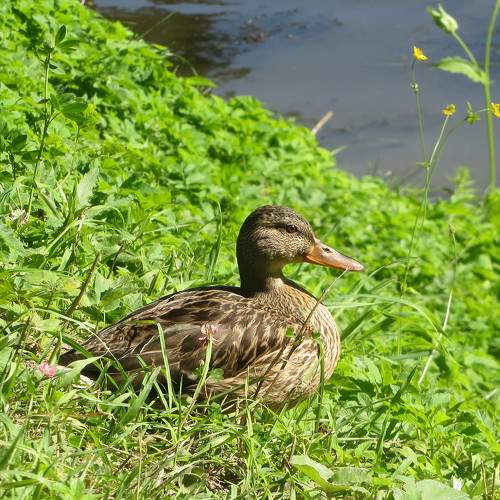 Photo #7516748