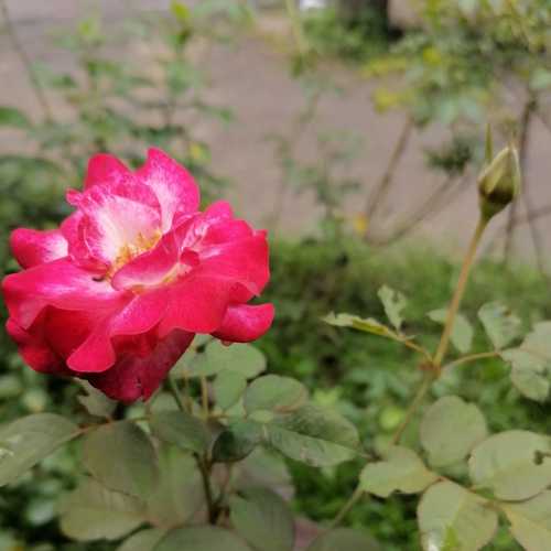 Photo #7518058