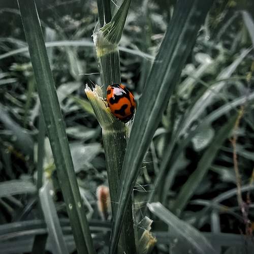 Photo #7519320