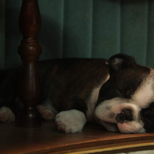 Photo #7520310