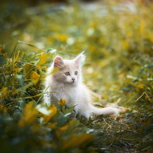 Котенок в траве