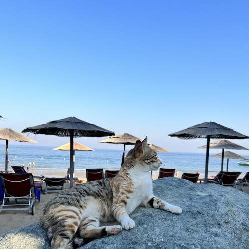 Photo #7520805