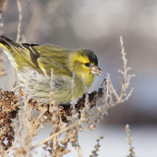 Photo #7521098