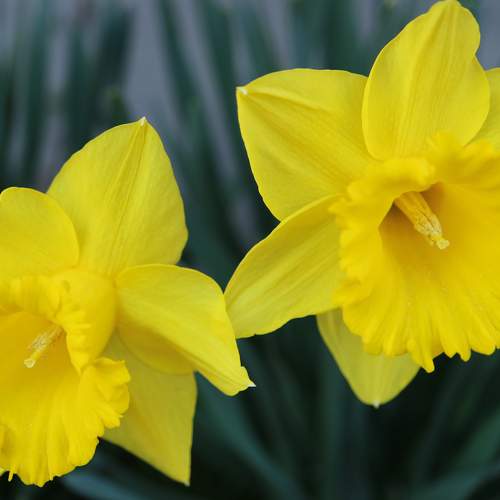 Two Yellow Daffodils