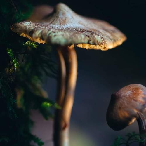Photo #7522548