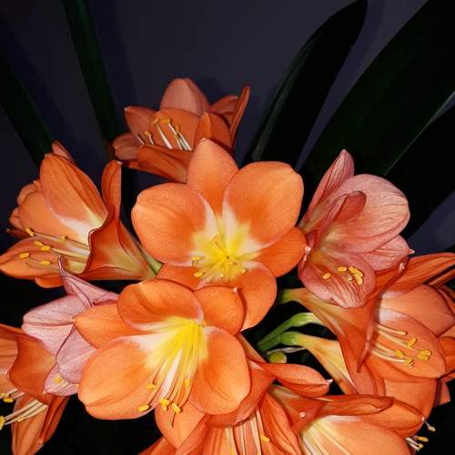 Photo #7523189