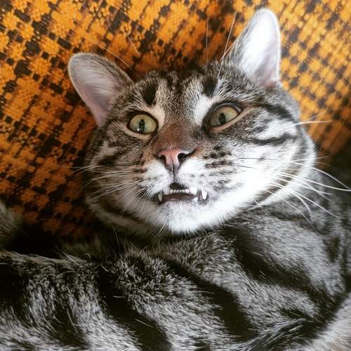 Photo #7523273
