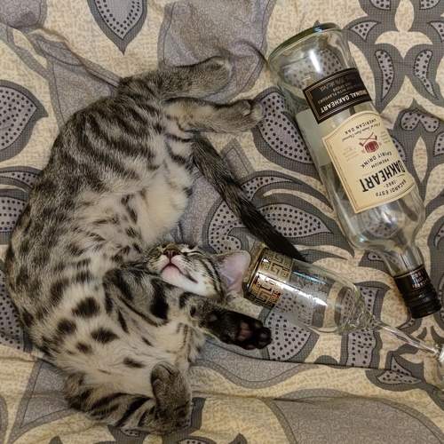 Photo #7523274
