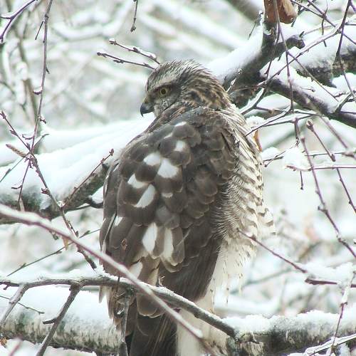 Photo #7524294