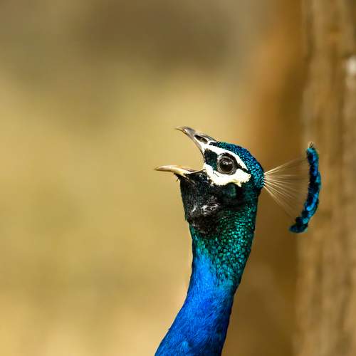 National Bird calling