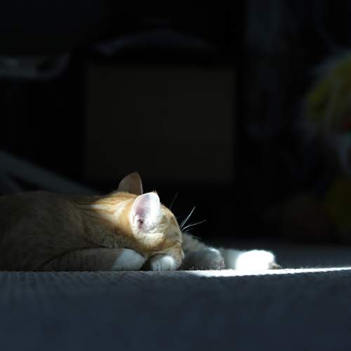 Photo #7524975