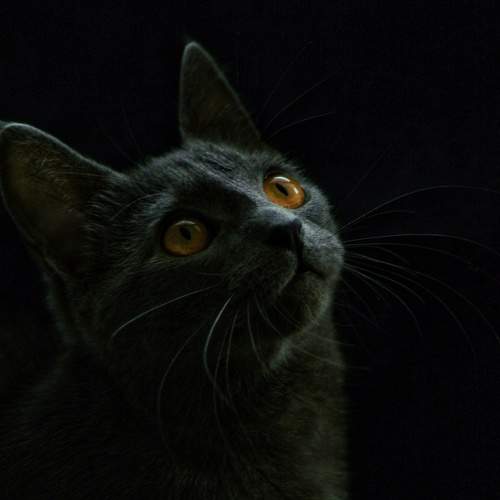 Photo #7524988