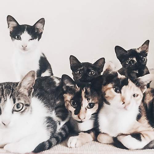 Photo #7525423