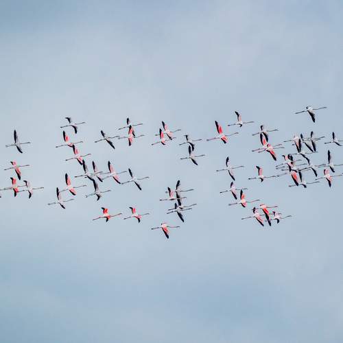 Air Fleet