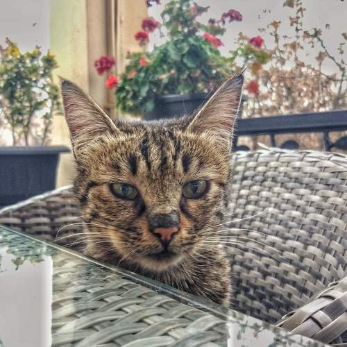Photo #7527189