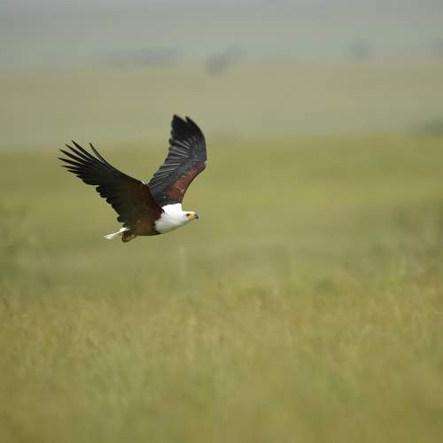 The Flying Eagle