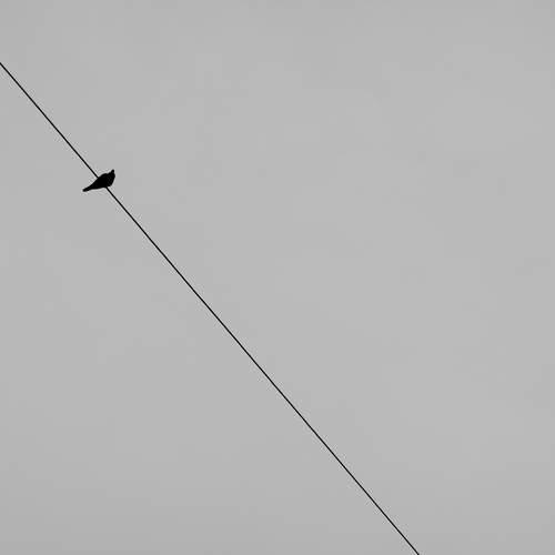 Flight