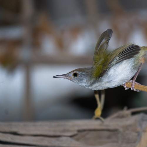Hungry bird