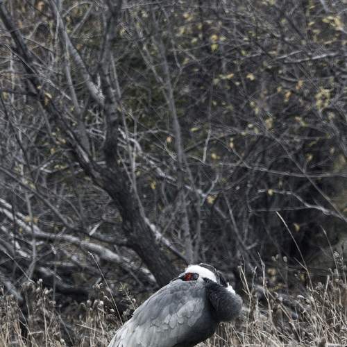 Photo #7529074