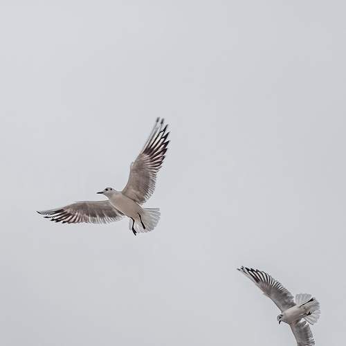 Photo #7529291