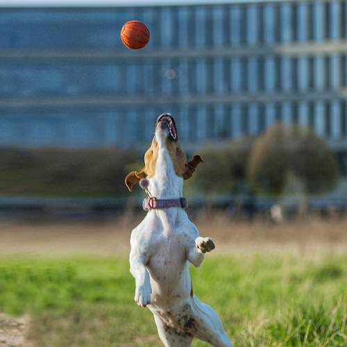 Photo #7529692