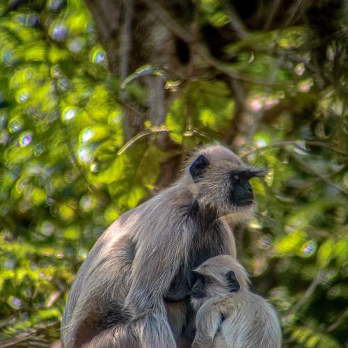 Brown Monkey Breast Feeding Baby