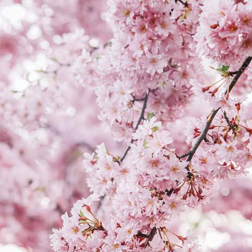 Photo #7530246