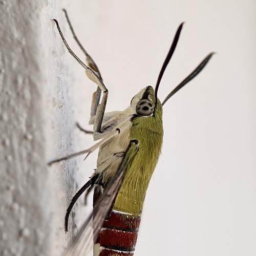 Photo #7530375