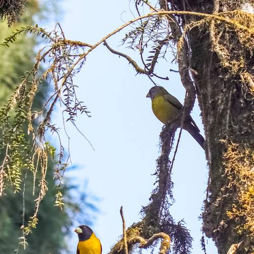 Collared Grossbeak - Habitat