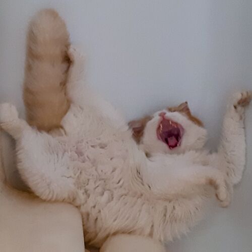 Photo #7530940