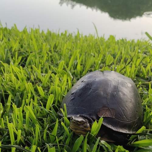 Photo #7531267