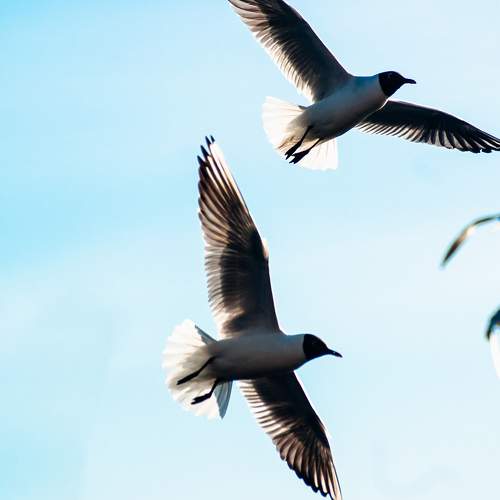 Photo #7531340