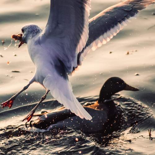 Photo #7531341