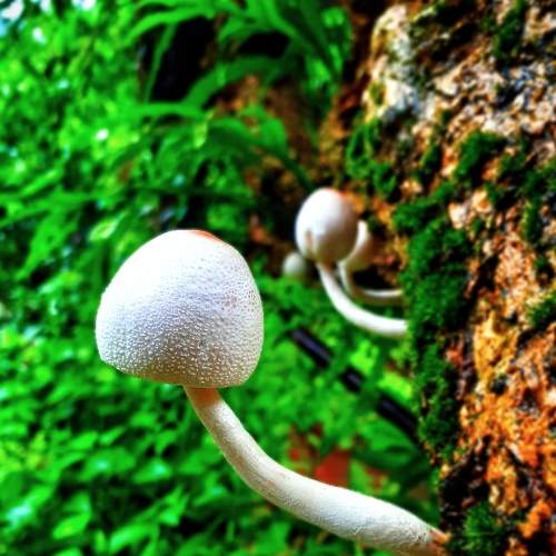 Photo #7531597