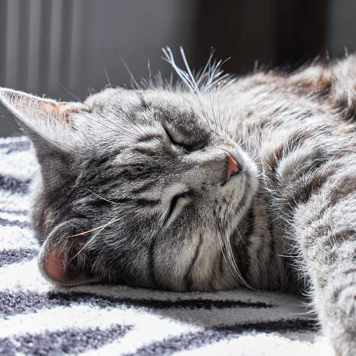 Photo #7532473
