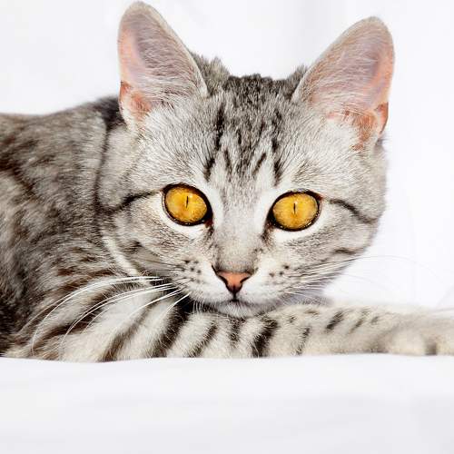 Photo #7532481