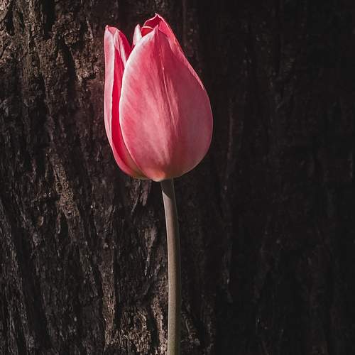 Photo #7532878