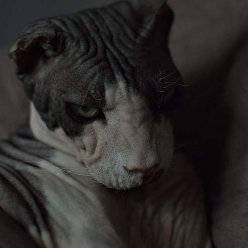 Photo #7532992
