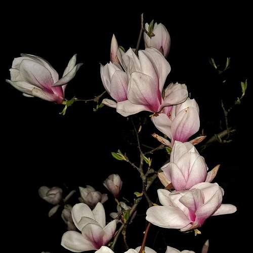 Photo #7533362